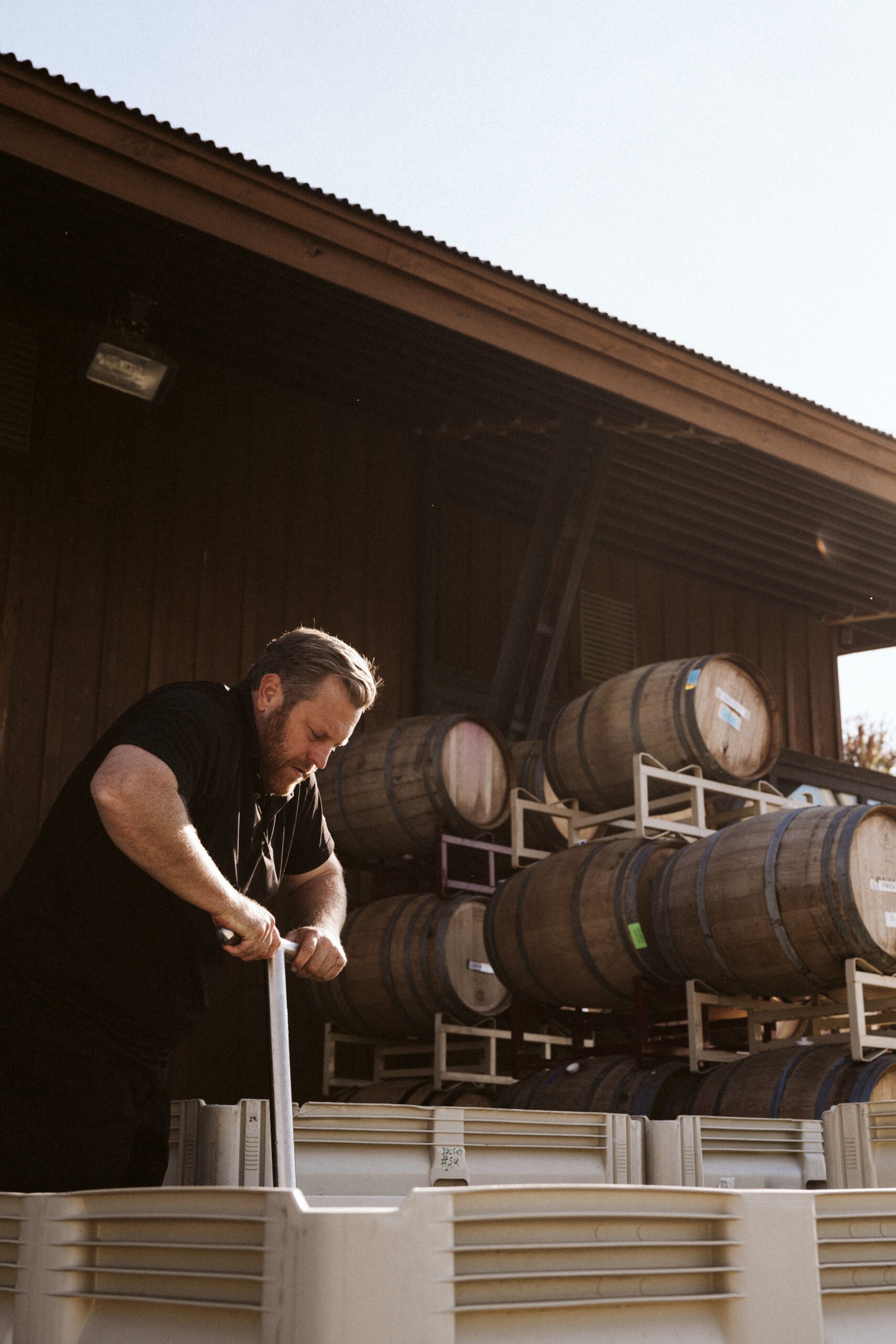 Griffin working punchdowns during harvest