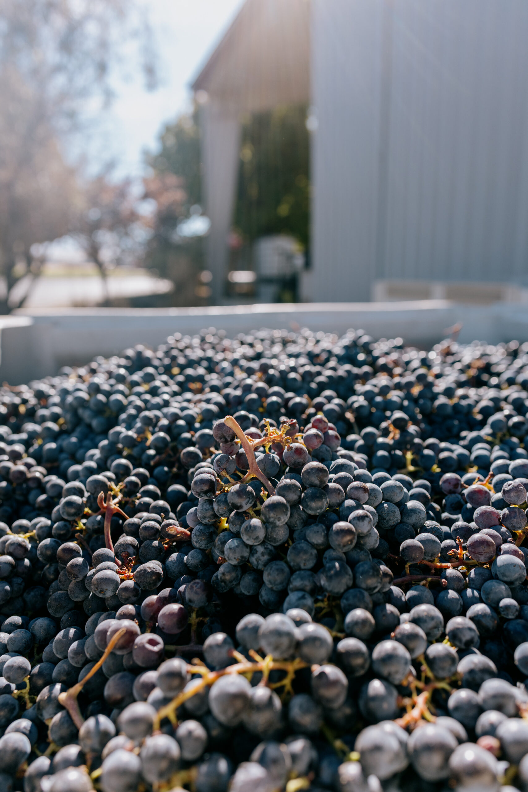 Grapes piled in a bin in the sun