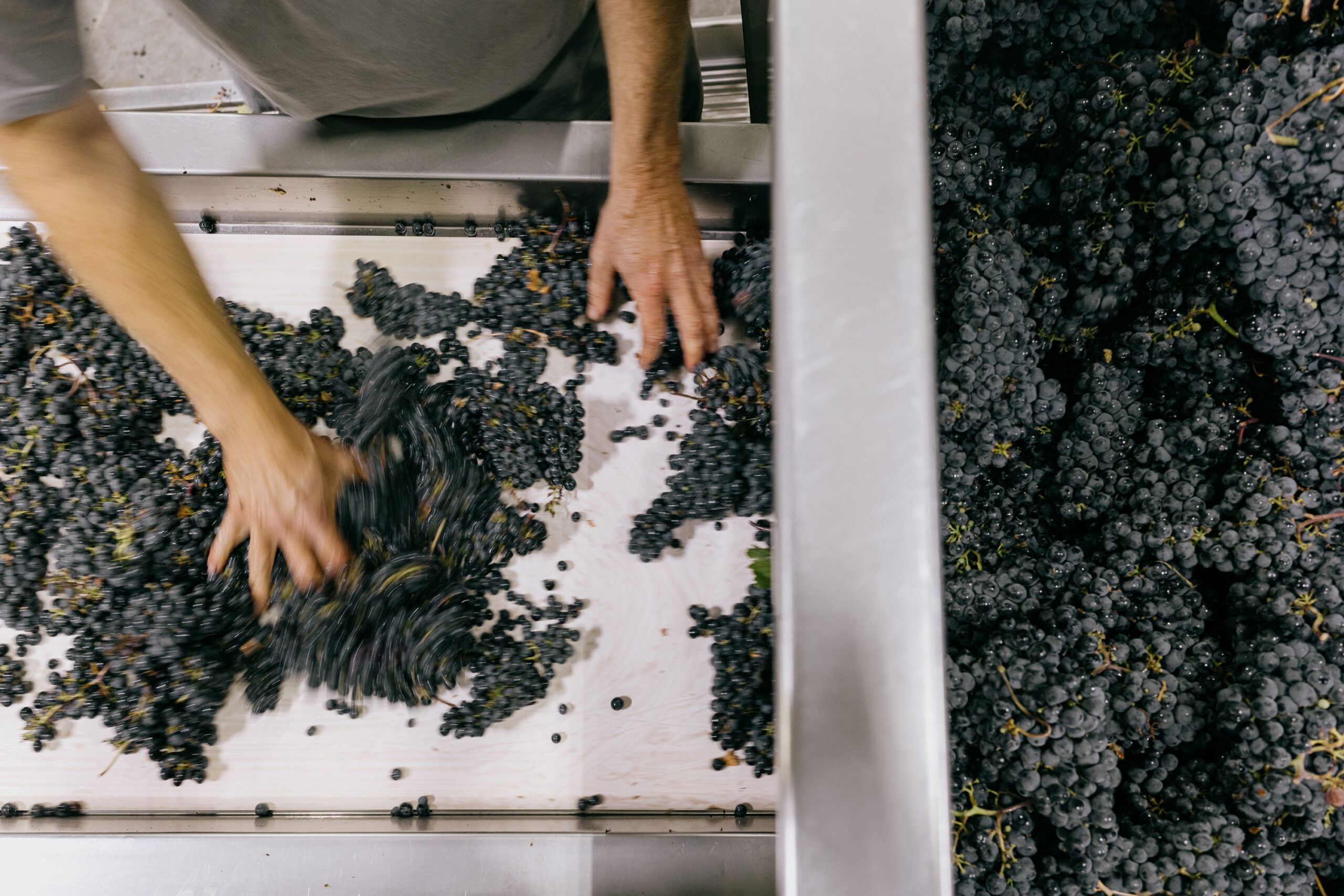 Hands sorting fruit at the table